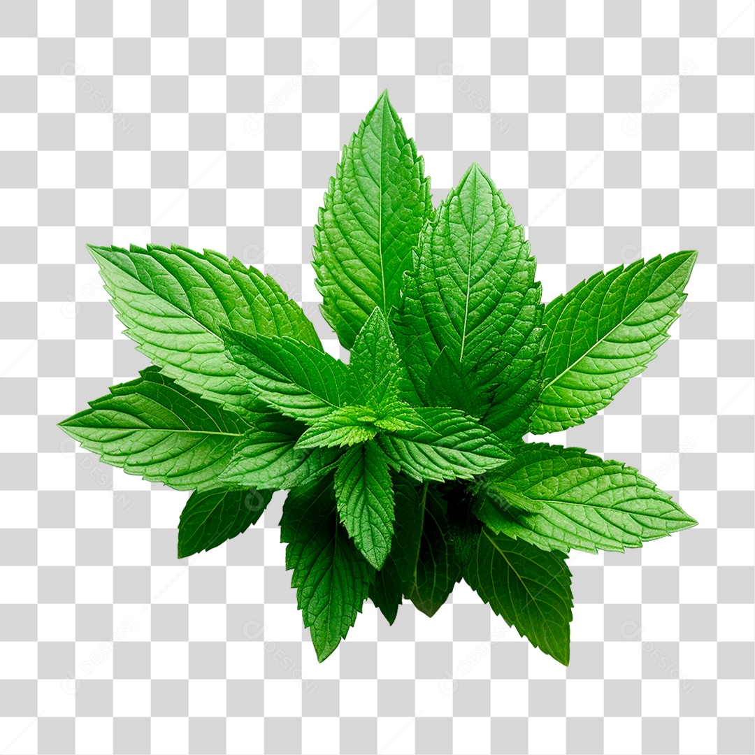 Hortelã PNG Transparente
