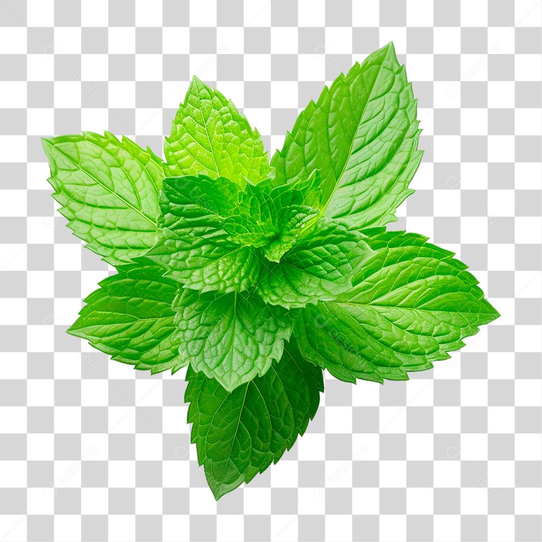 Hortelã PNG Transparente