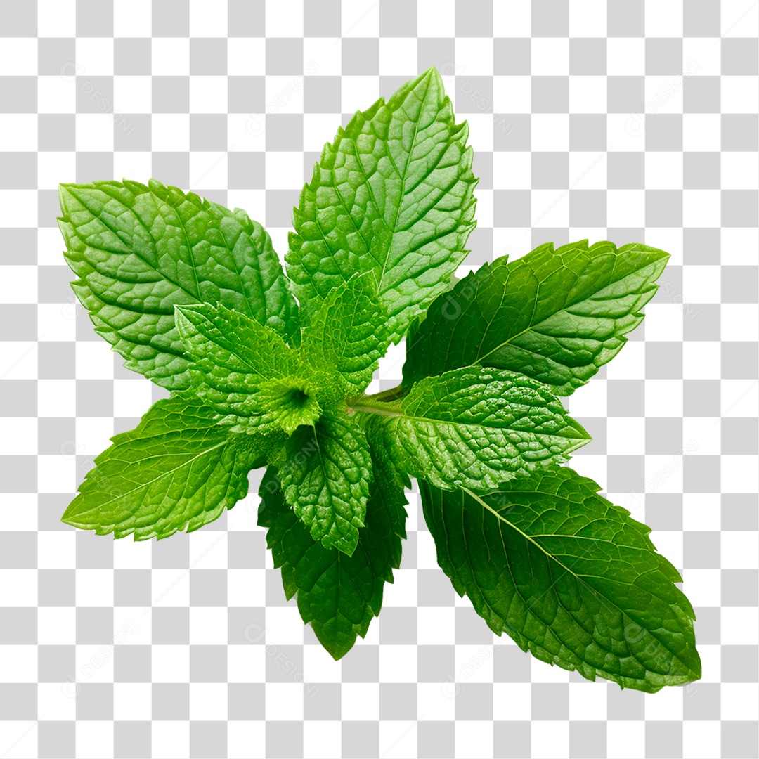 Hortelã PNG Transparente