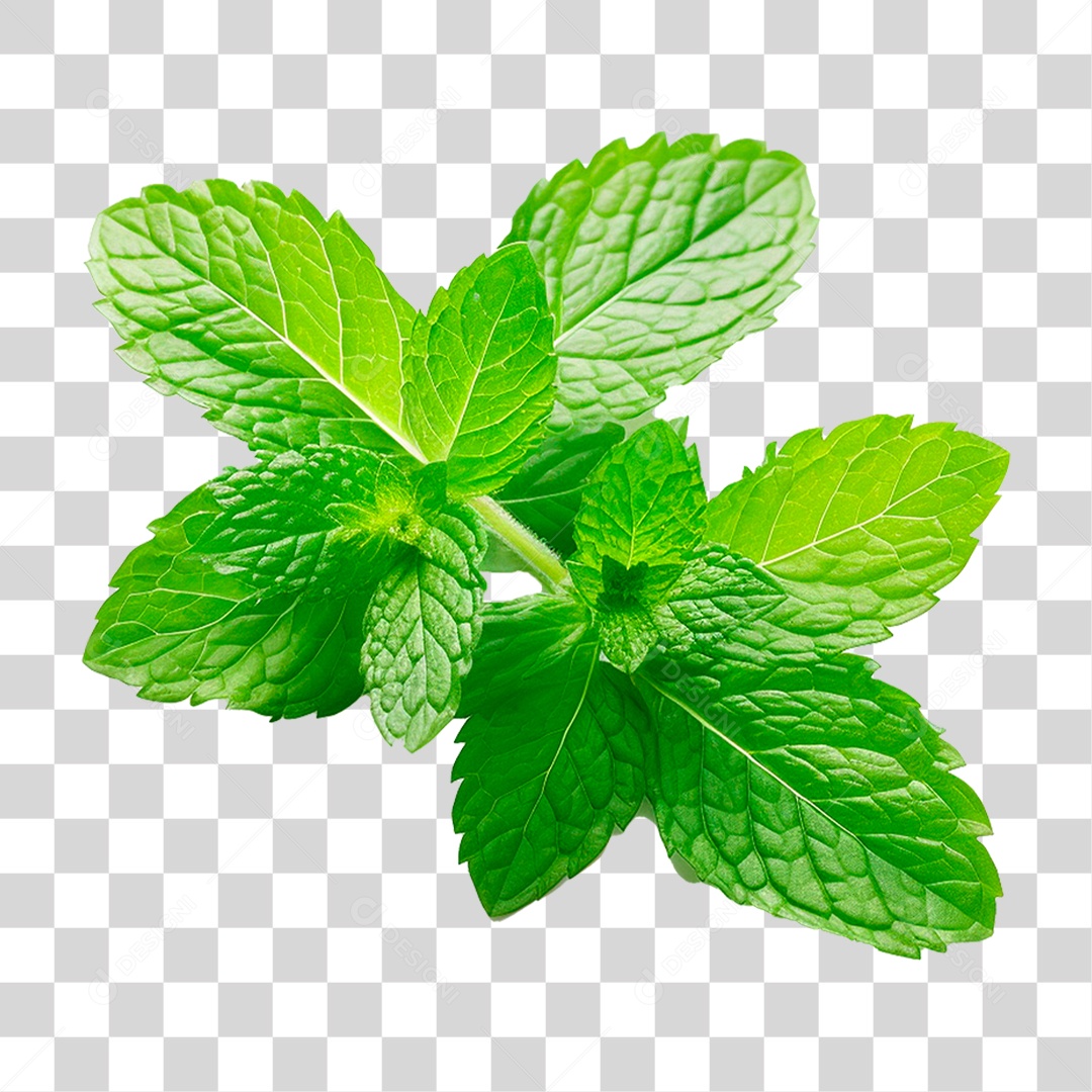 Hortelã PNG Transparente
