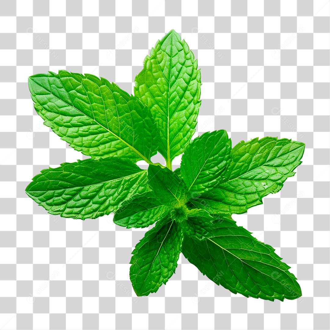 Hortelã PNG Transparente