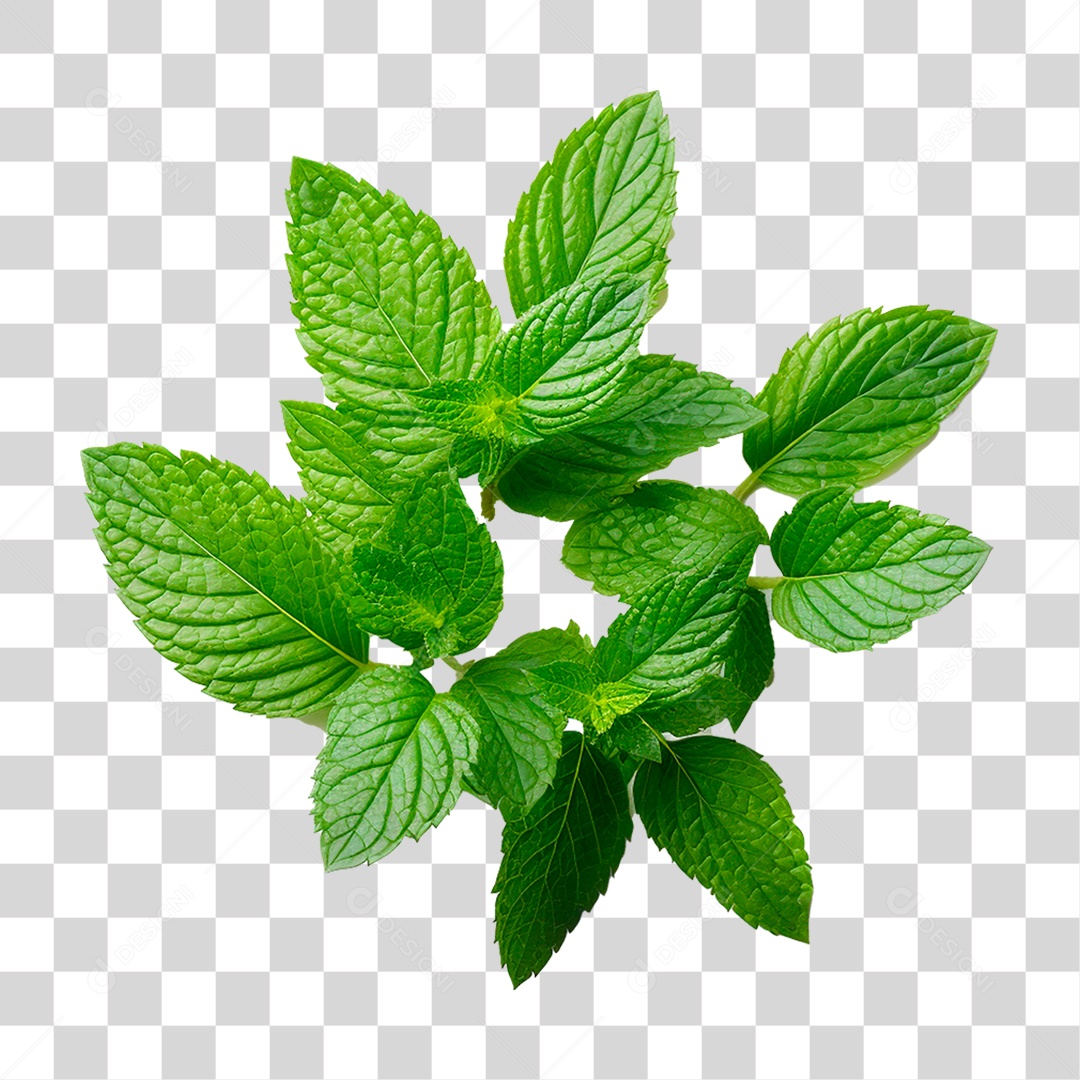 Hortelã PNG Transparente