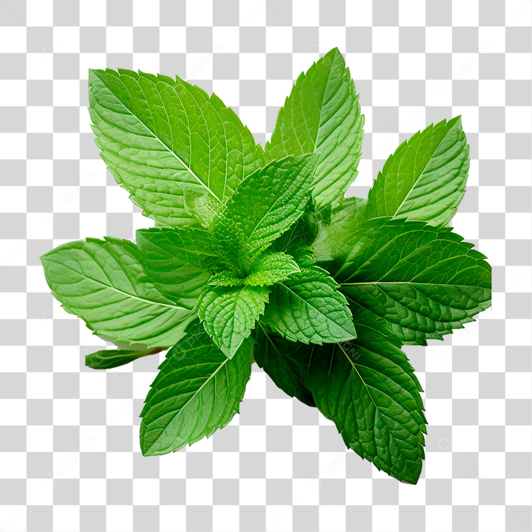 Hortelã PNG Transparente