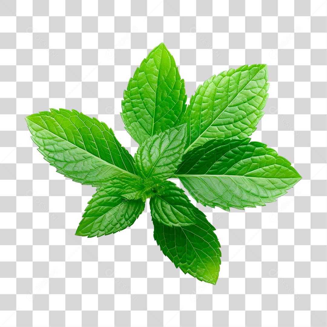 Hortelã PNG Transparente