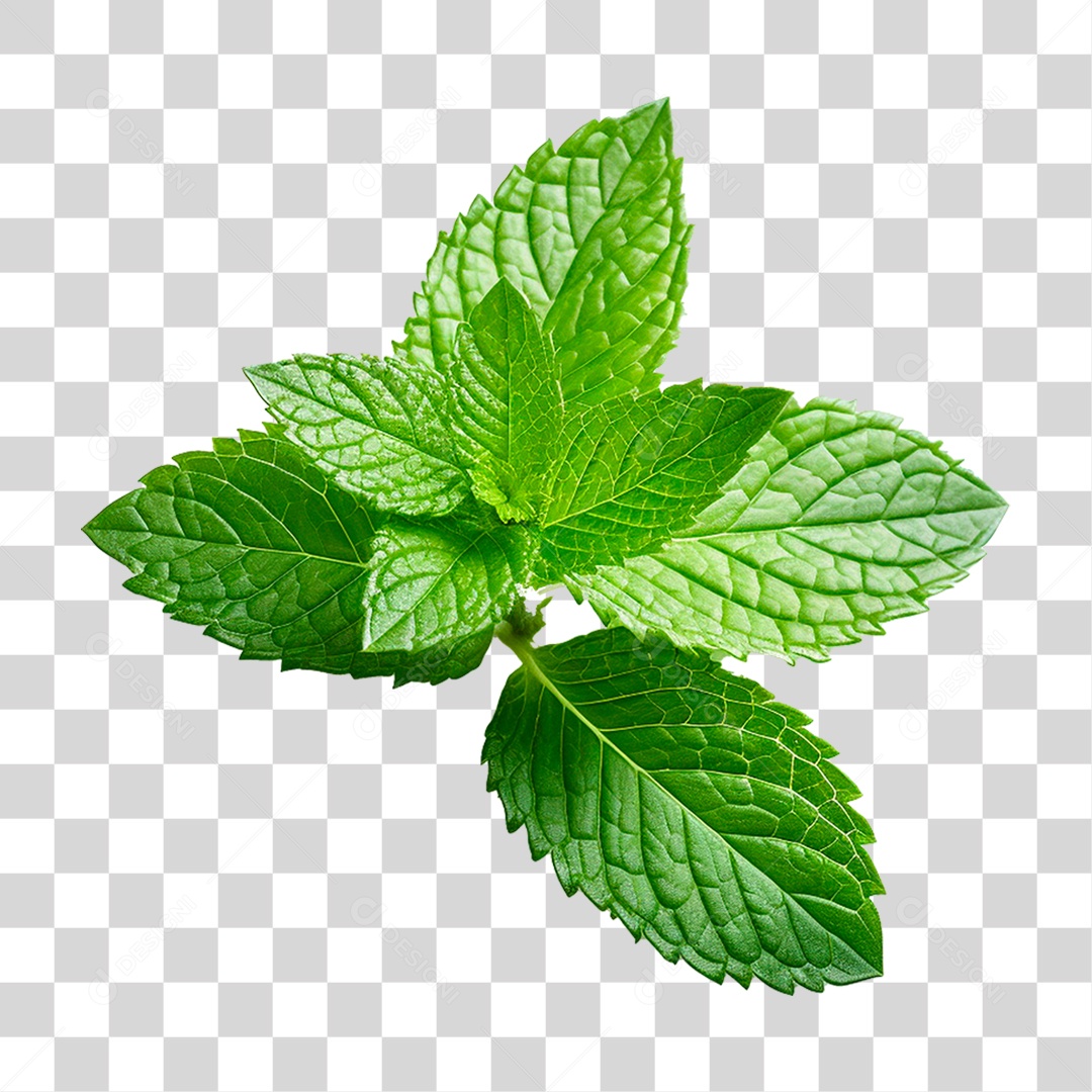 Hortelã PNG Transparente