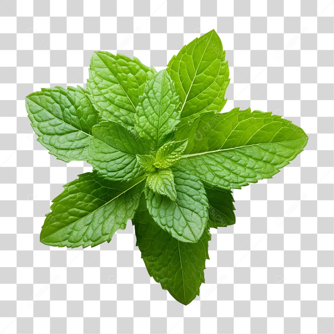 Folhas de Hortelã PNG Transparente