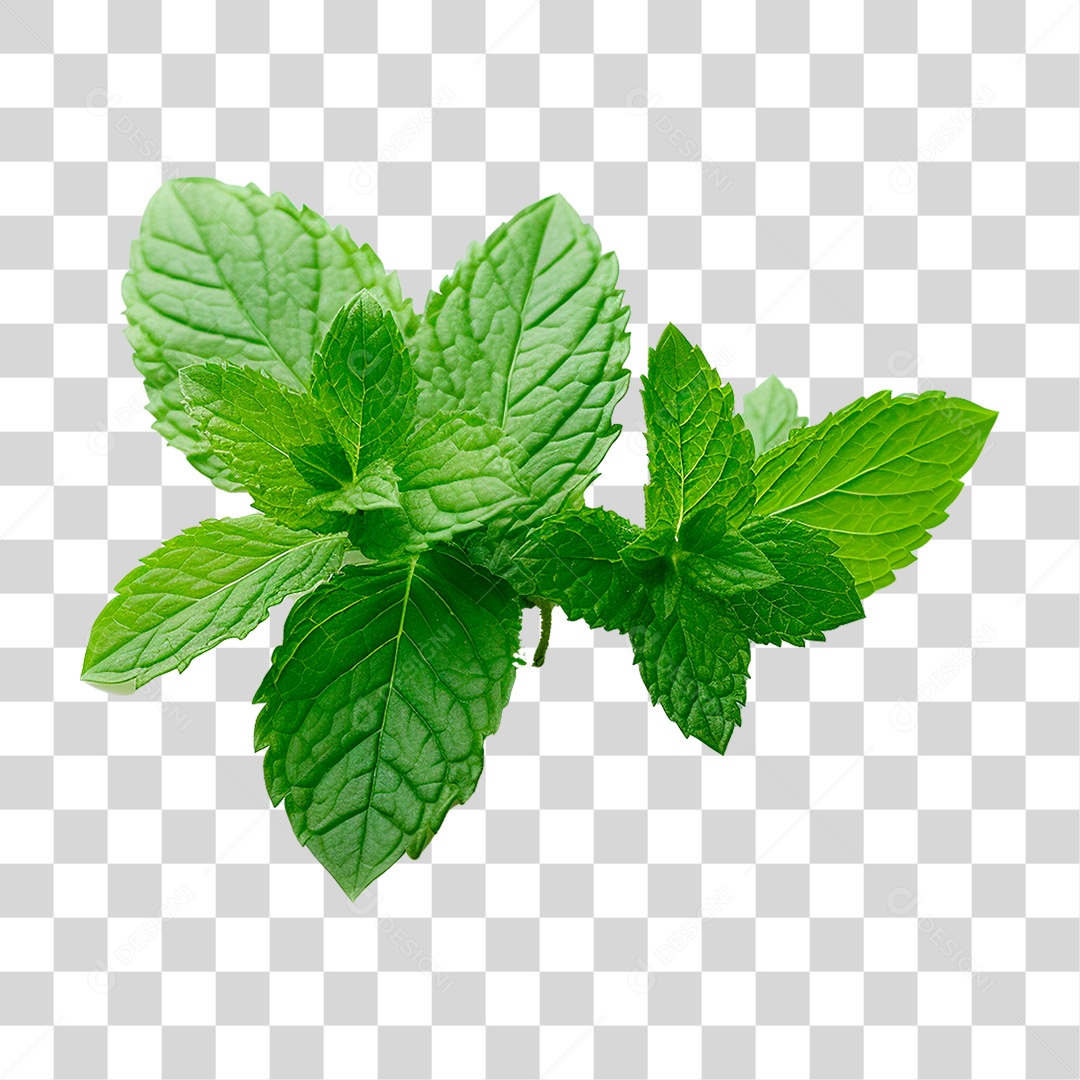 Hortelã PNG Transparente