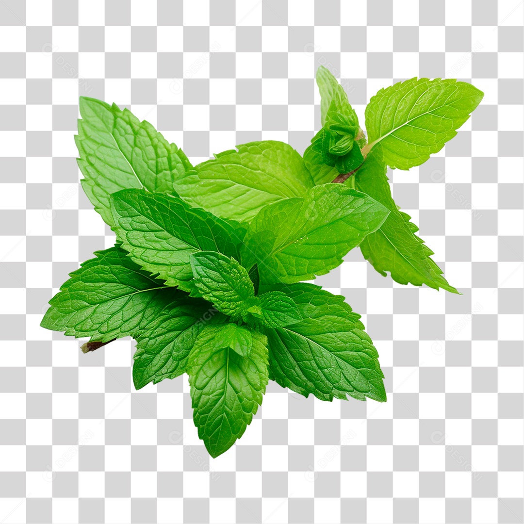Hortelã PNG Transparente