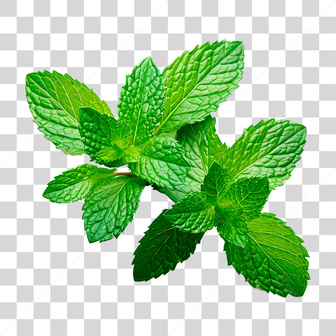 Hortelã PNG Transparente