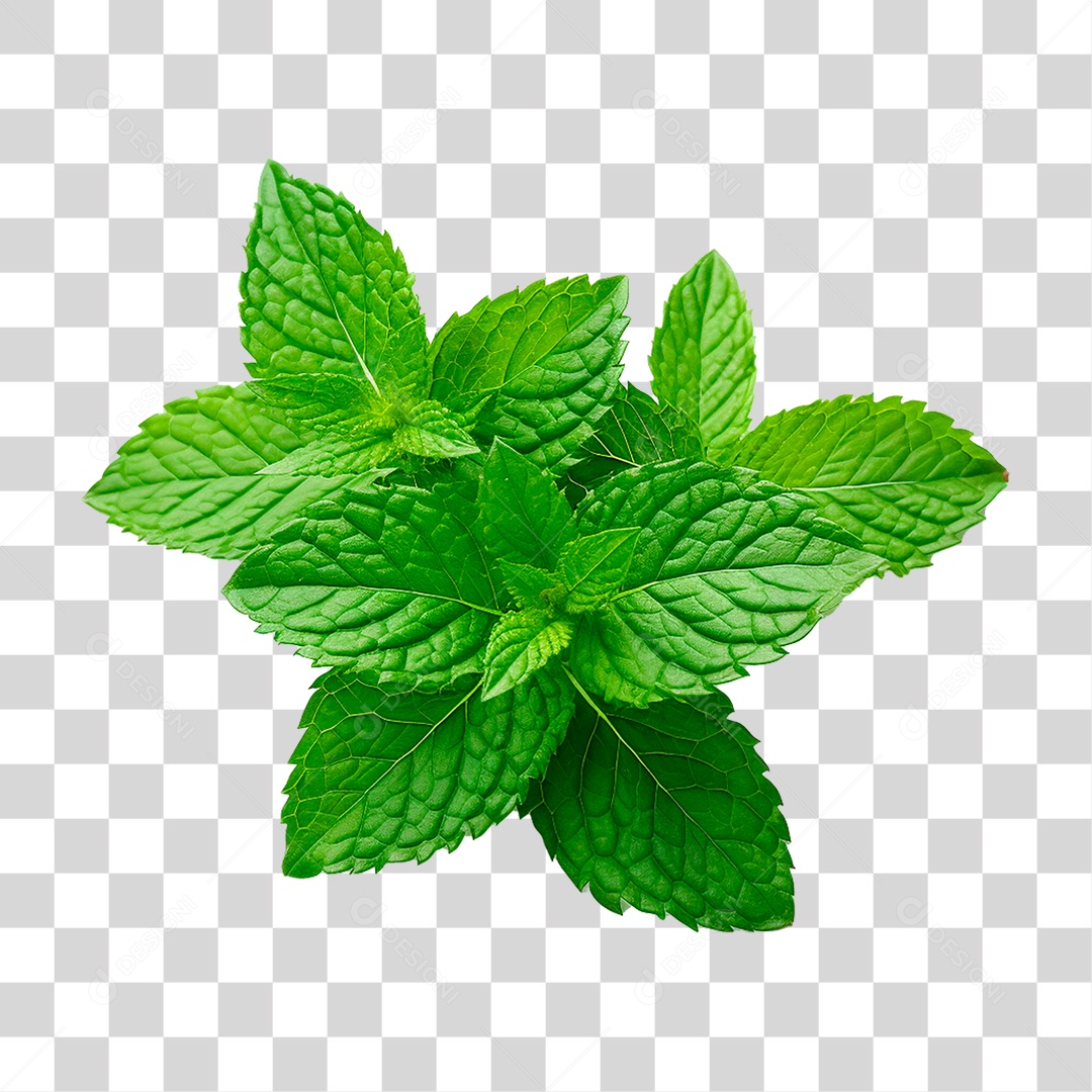 Hortelã PNG Transparente