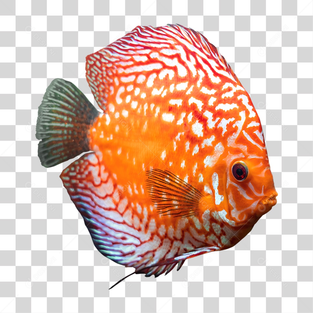 Peixe Colorido PNG Transparente