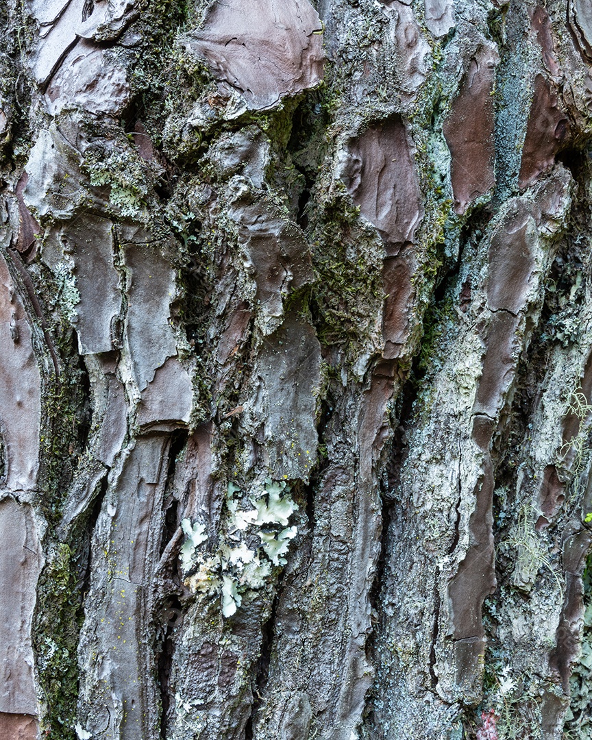 Casca de árvore cenário de madeira