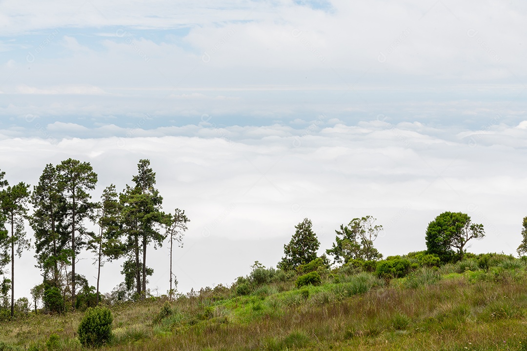 Árvores em uma montanha sobre as nuvens em uma floresta tropical