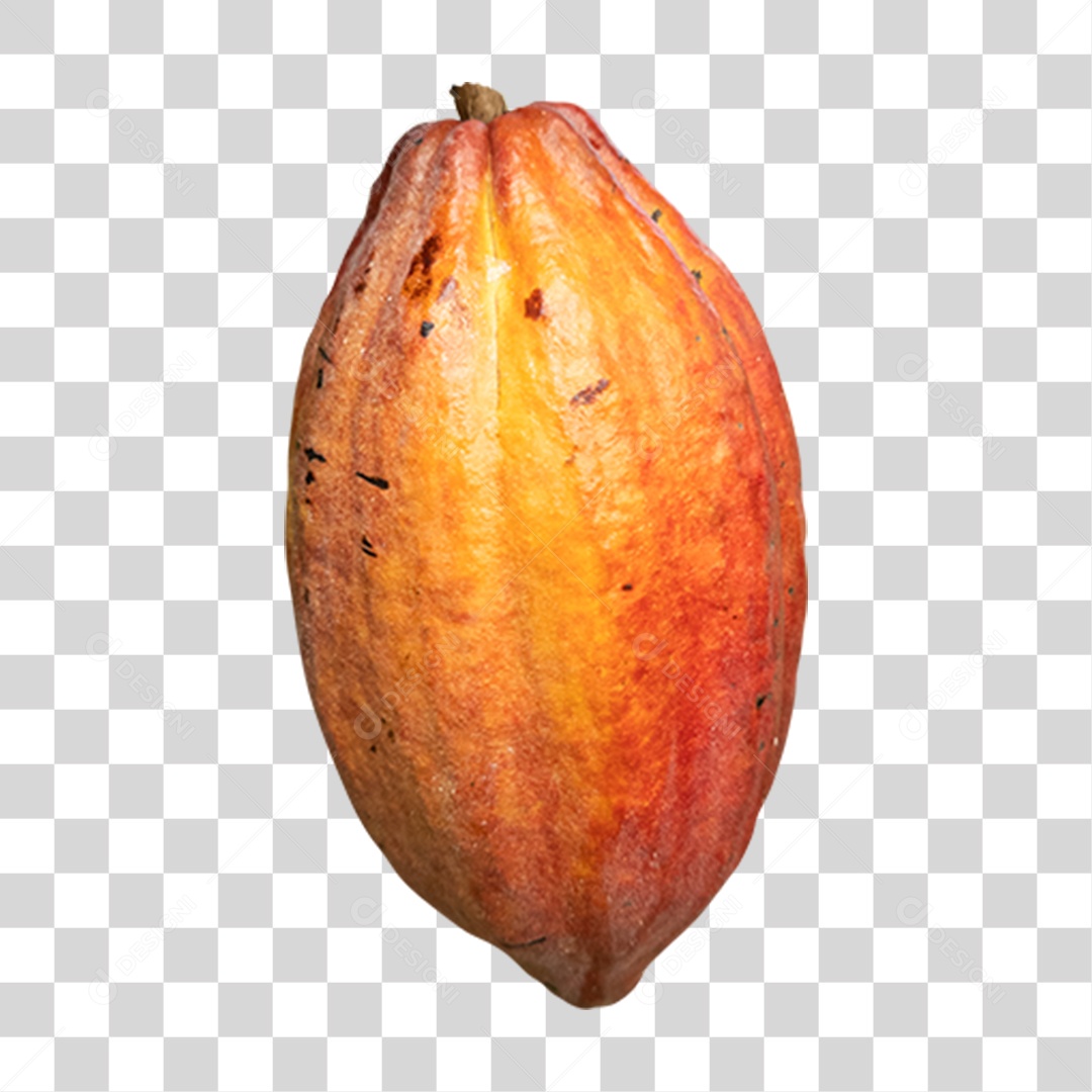Fruta Cacau PNG Transparente