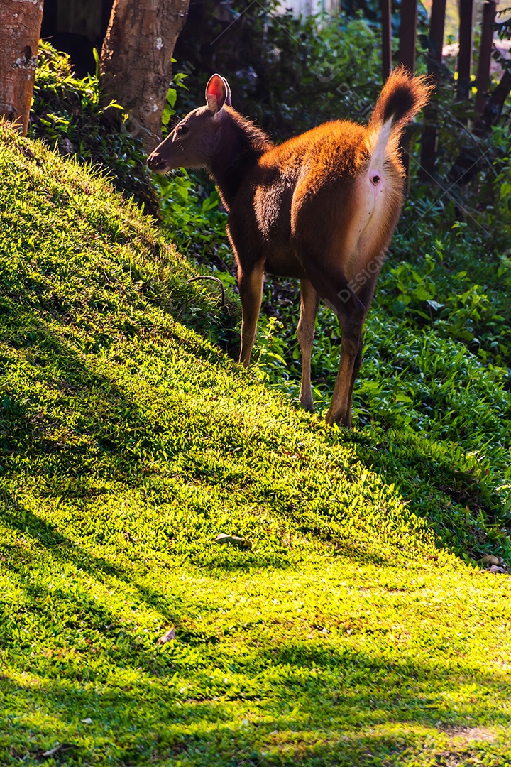 Um cervo fêmea na floresta