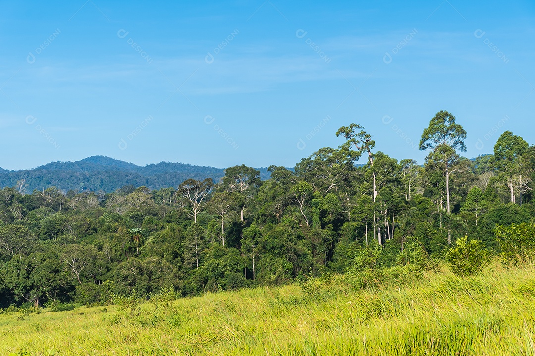 Pastagem Prado verde e montanhas Parque Nacional Khao Yai.