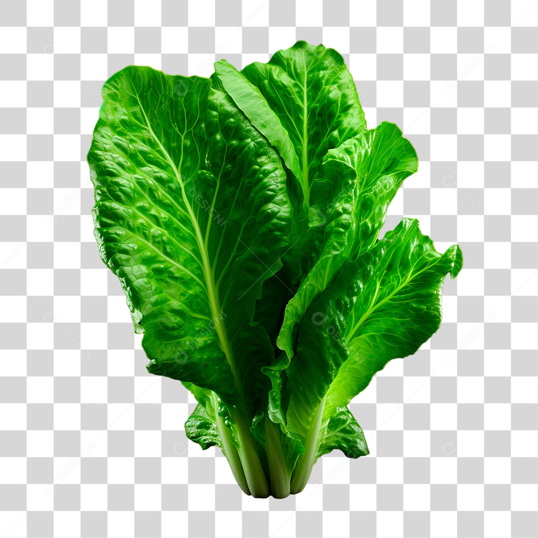 Transparent PNG lettuce