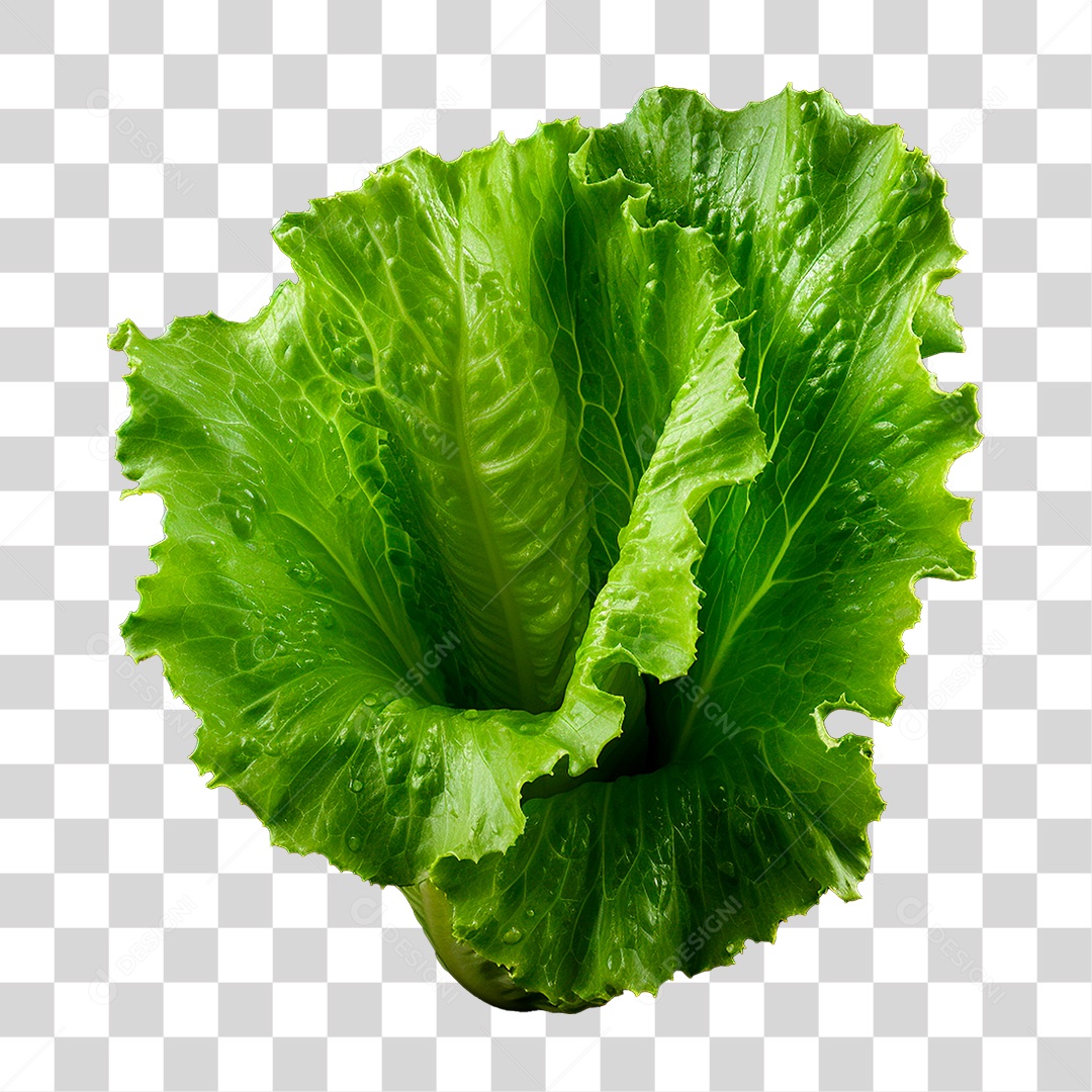 Transparent PNG lettuce