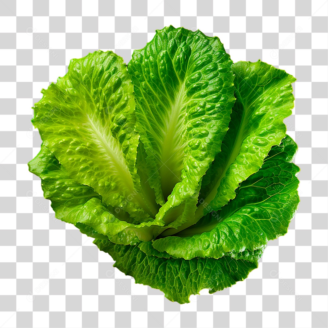 Alface PNG Transparente