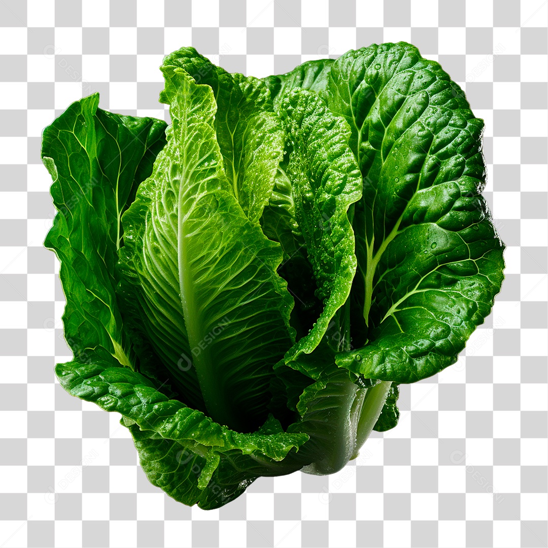 Alface PNG Transparente