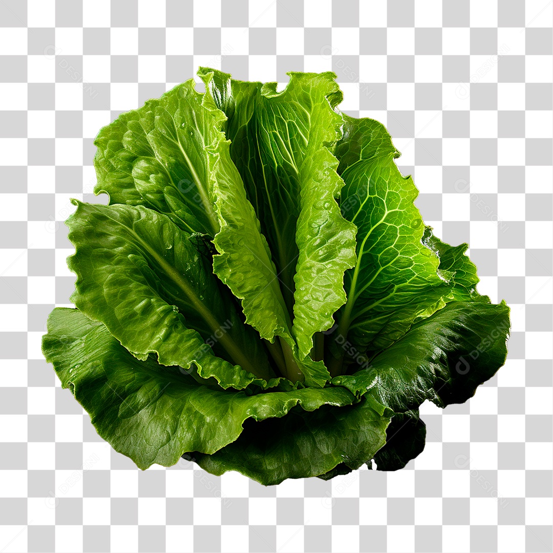 Alface PNG Transparente