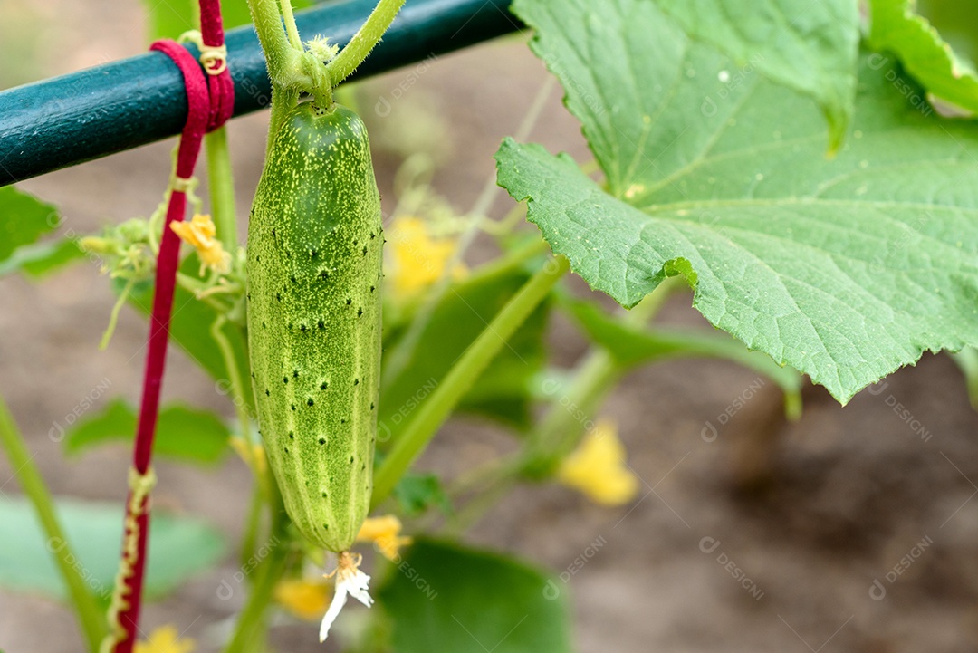 Folhas verdes brilhantes de arbusto e pepino em um terreno doméstico em um dia quente de verão