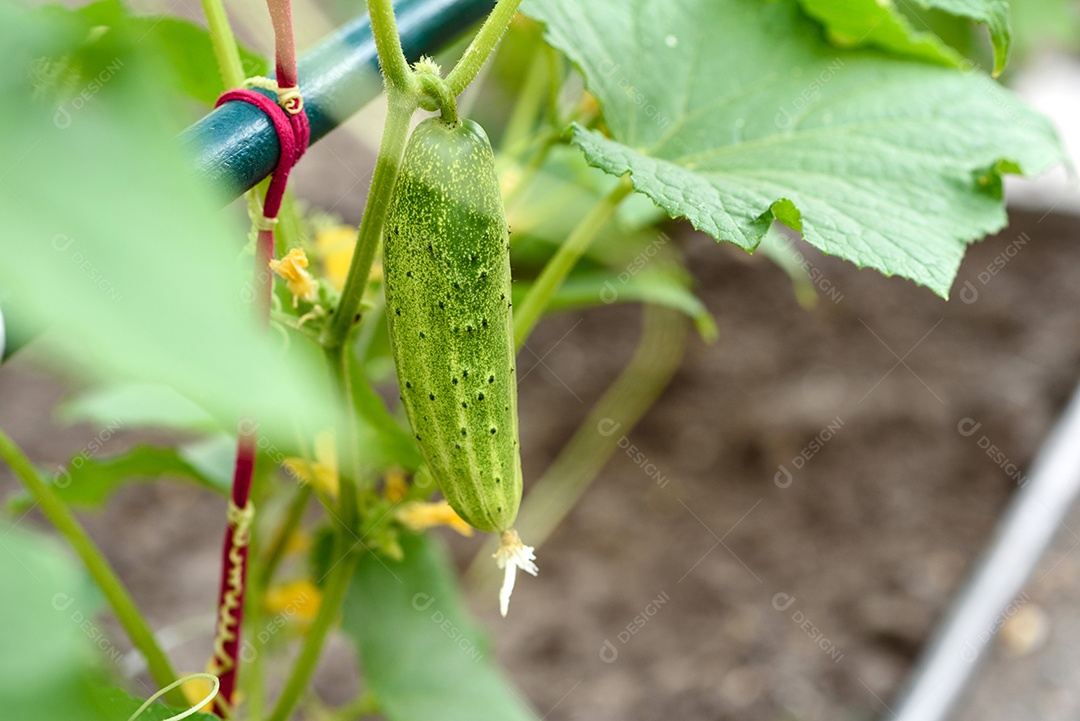 Folhas verdes brilhantes de arbusto e pepino em um terreno doméstico em um dia quente de verão