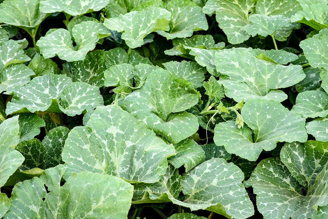 Folhas verdes brilhantes de arbusto de abóbora em um terreno doméstico em um dia quente de verão