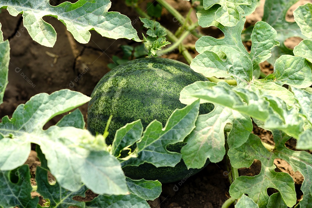 Folhas verdes brilhantes de arbusto de abóbora em um terreno doméstico em um dia quente de verão