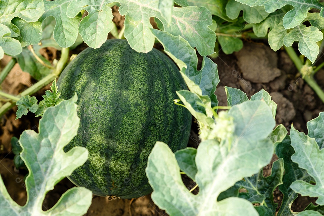 Folhas verdes brilhantes de arbusto de abóbora em um terreno doméstico em um dia quente de verão