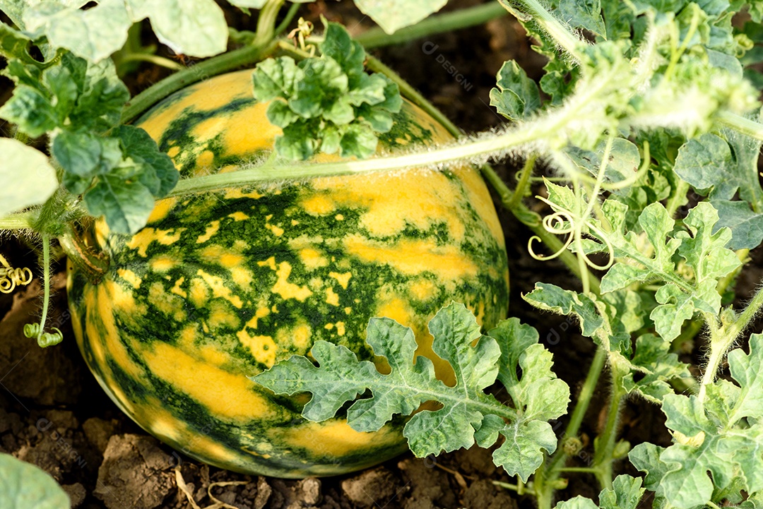 Folhas verdes brilhantes de arbusto e frutos de melancia