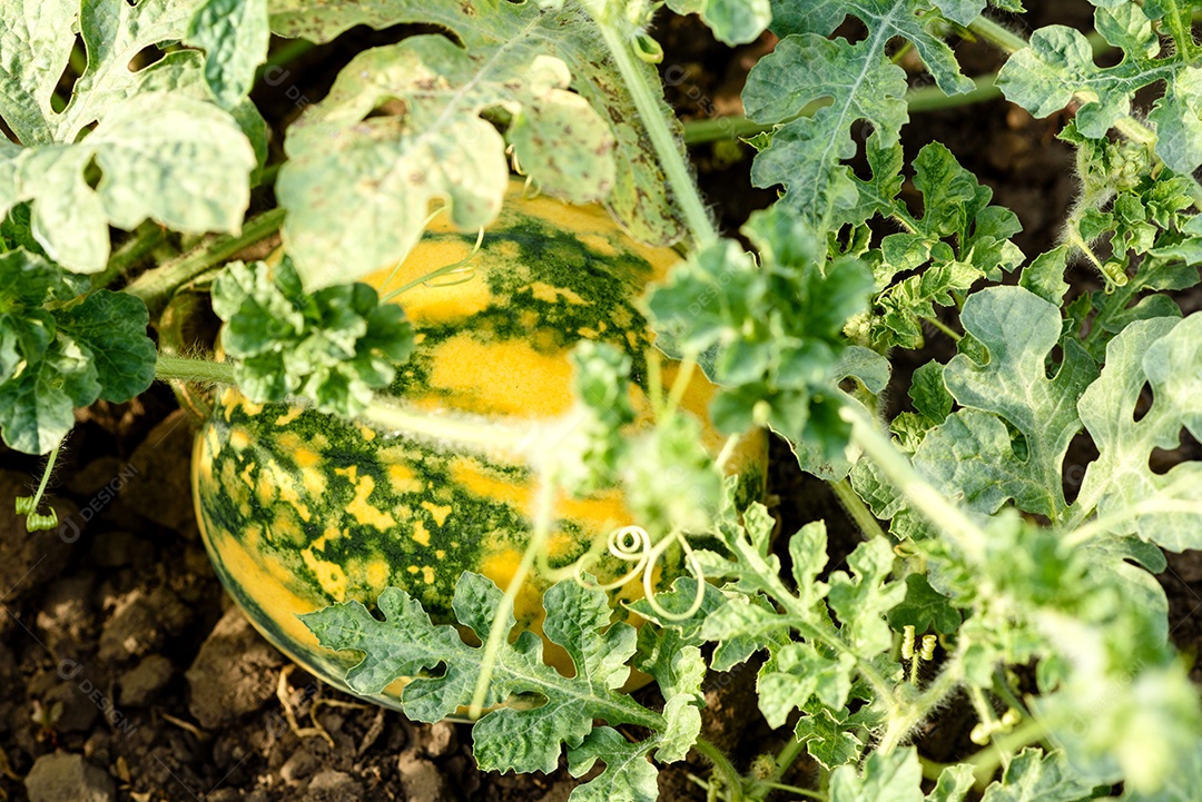 Folhas verdes brilhantes de arbusto e frutos de melancia