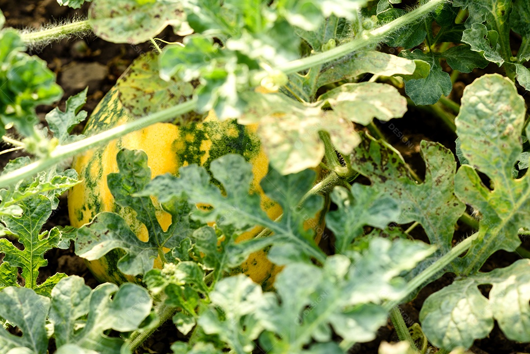 Folhas verdes brilhantes de arbusto e frutos de melancia