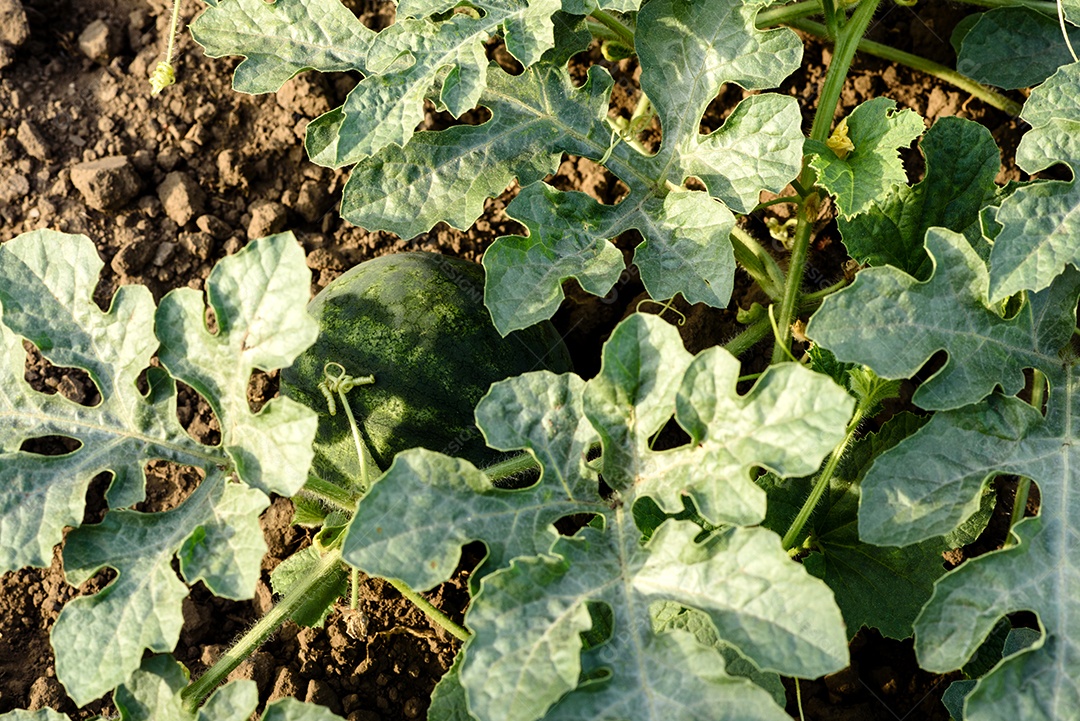 Folhas verdes brilhantes de arbusto e frutos de melancia
