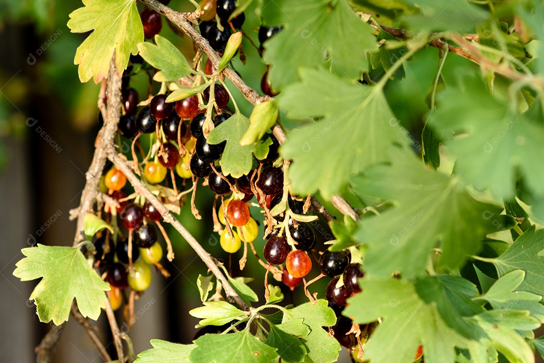 Lindas frutas maduras de groselha em um galho de arbusto