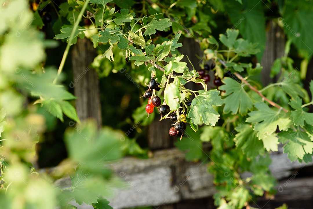 Lindas frutas maduras de groselha em um galho de arbusto