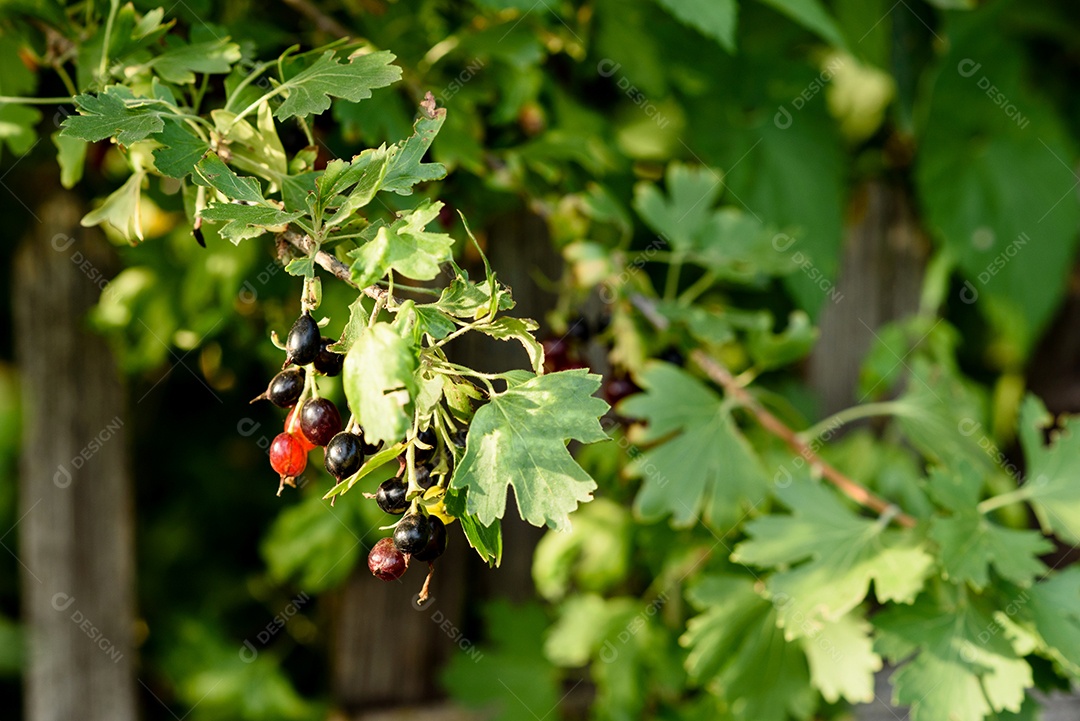 Lindas frutas maduras de groselha em um galho de arbusto