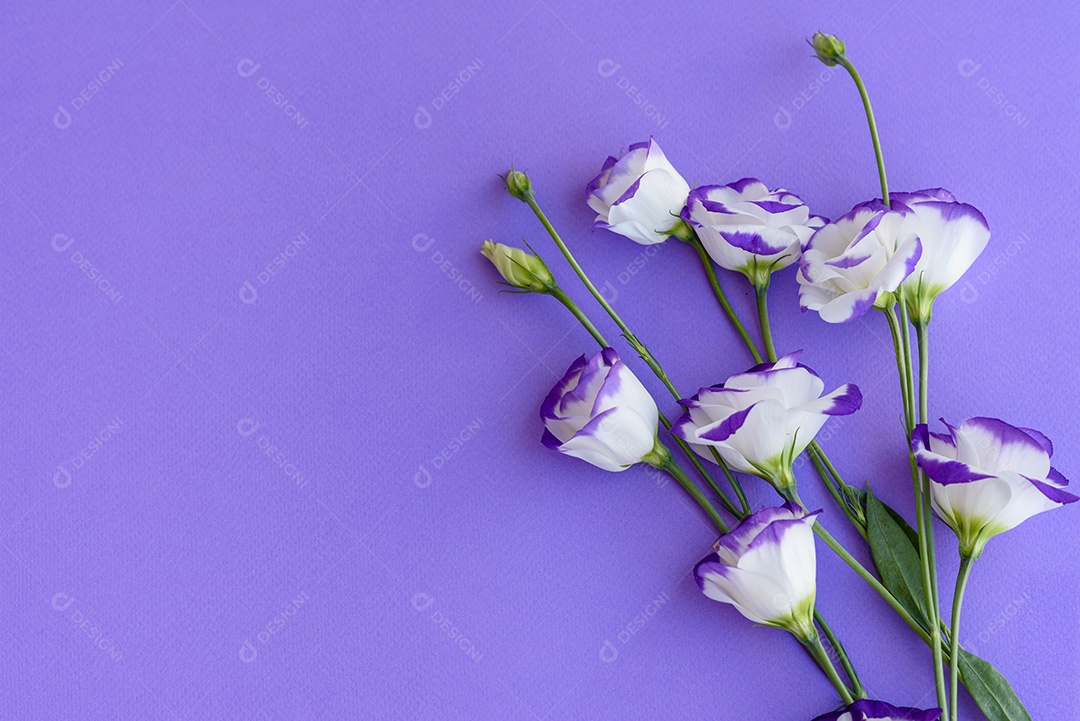 Um buquê de lindo eustoma roxo recém-cortado em um fundo de uma tonelada. Fundo com lindas cores