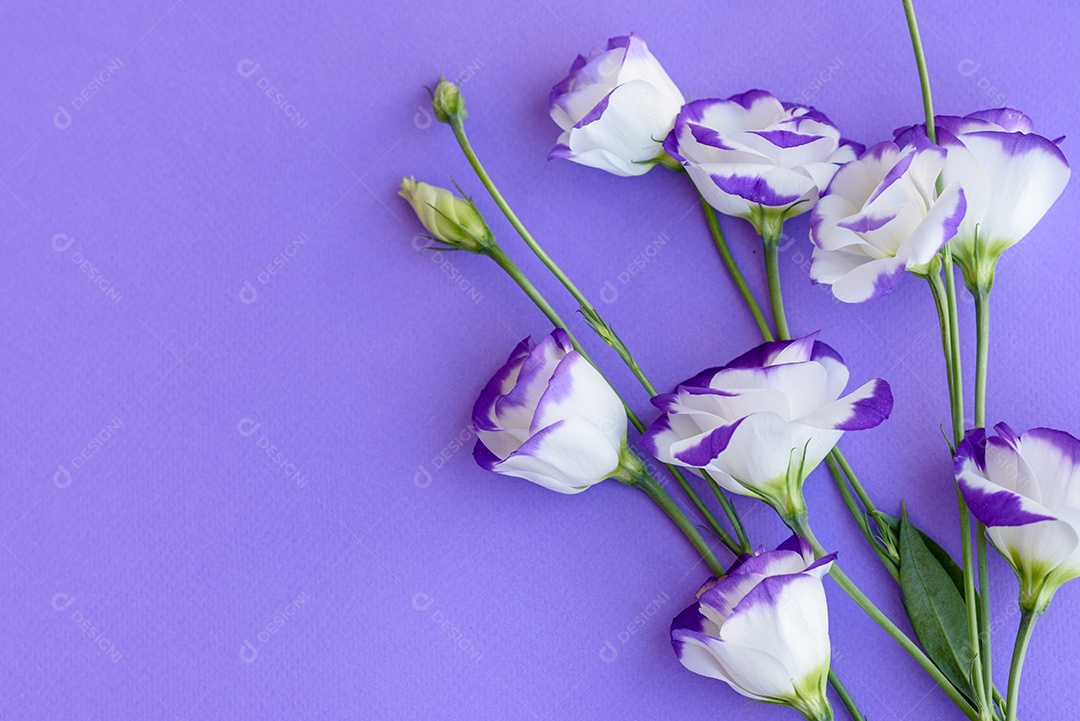 Um buquê de lindo eustoma roxo recém-cortado em um fundo de uma tonelada. Fundo com lindas cores
