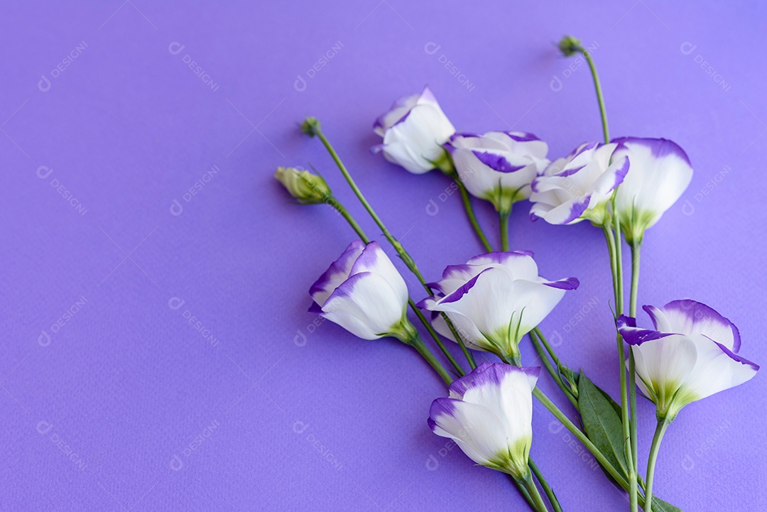 Um buquê de lindo eustoma roxo recém-cortado em um fundo de uma tonelada. Fundo com lindas cores