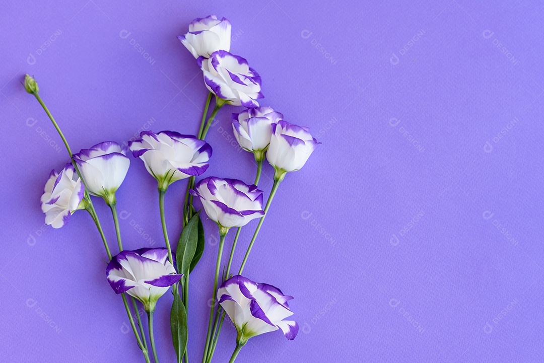 Um buquê de lindo eustoma roxo recém-cortado em um fundo de uma tonelada. Fundo com lindas cores