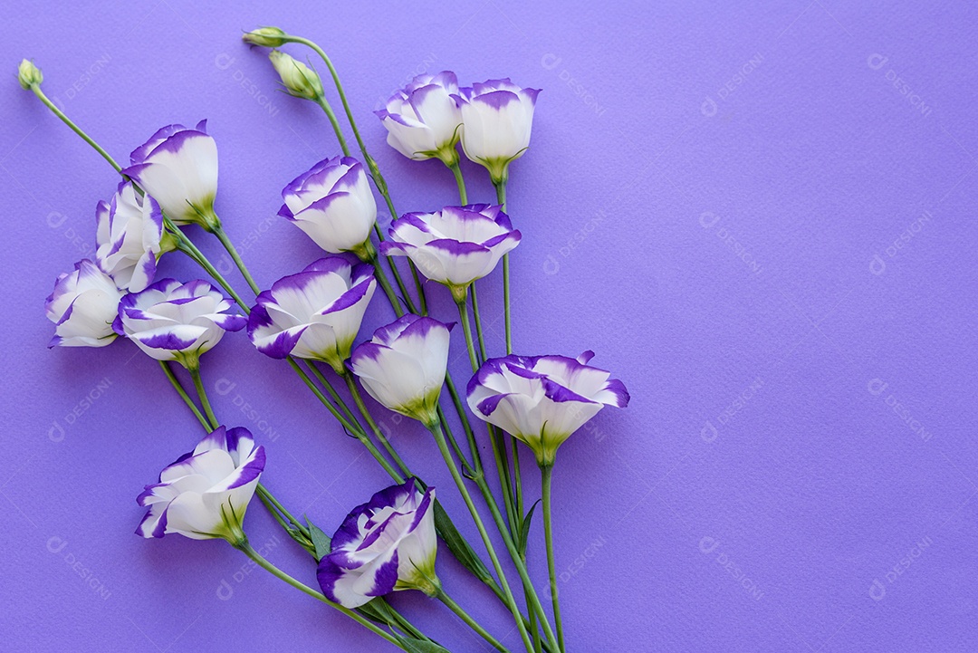 Um buquê de lindo eustoma roxo recém-cortado em um fundo de uma tonelada. Fundo com lindas cores