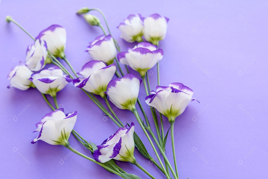 Um buquê de lindo eustoma roxo recém-cortado em um fundo de uma tonelada. Fundo com lindas cores