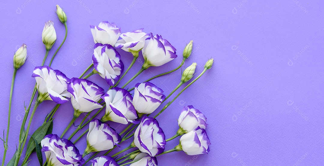 Um buquê de lindo eustoma roxo recém-cortado em um fundo de uma tonelada. Fundo com lindas cores