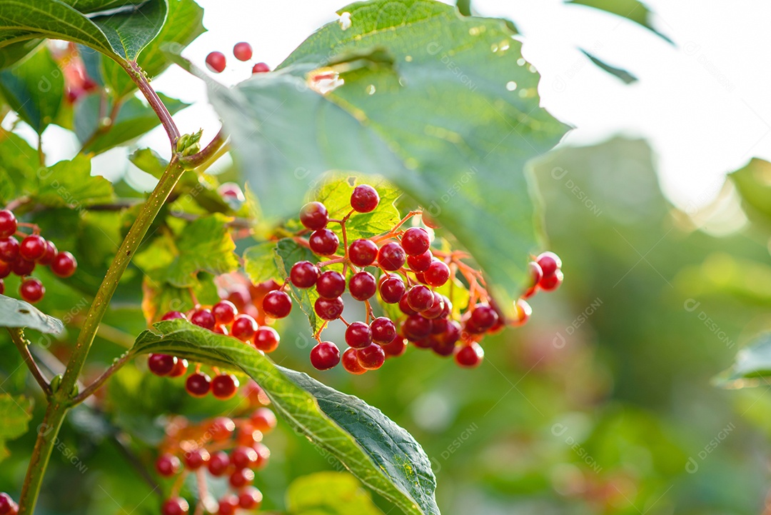 Ramo de amoras no jardim sobre um fundo verde