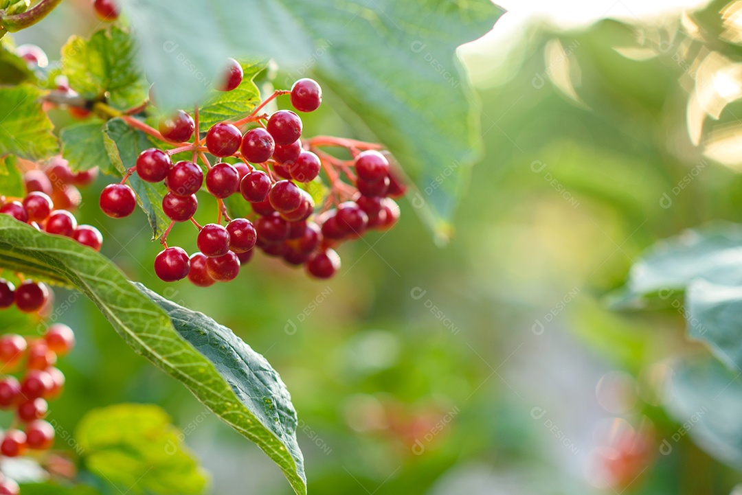 Ramo de amoras no jardim sobre um fundo verde