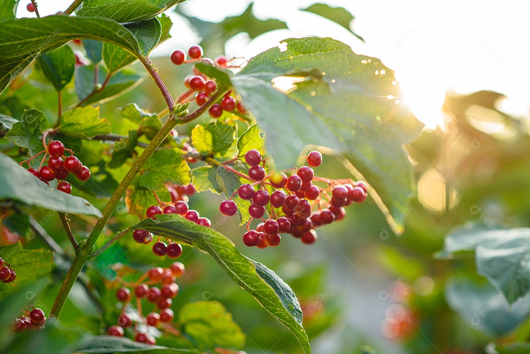 Ramo de amoras no jardim sobre um fundo verde