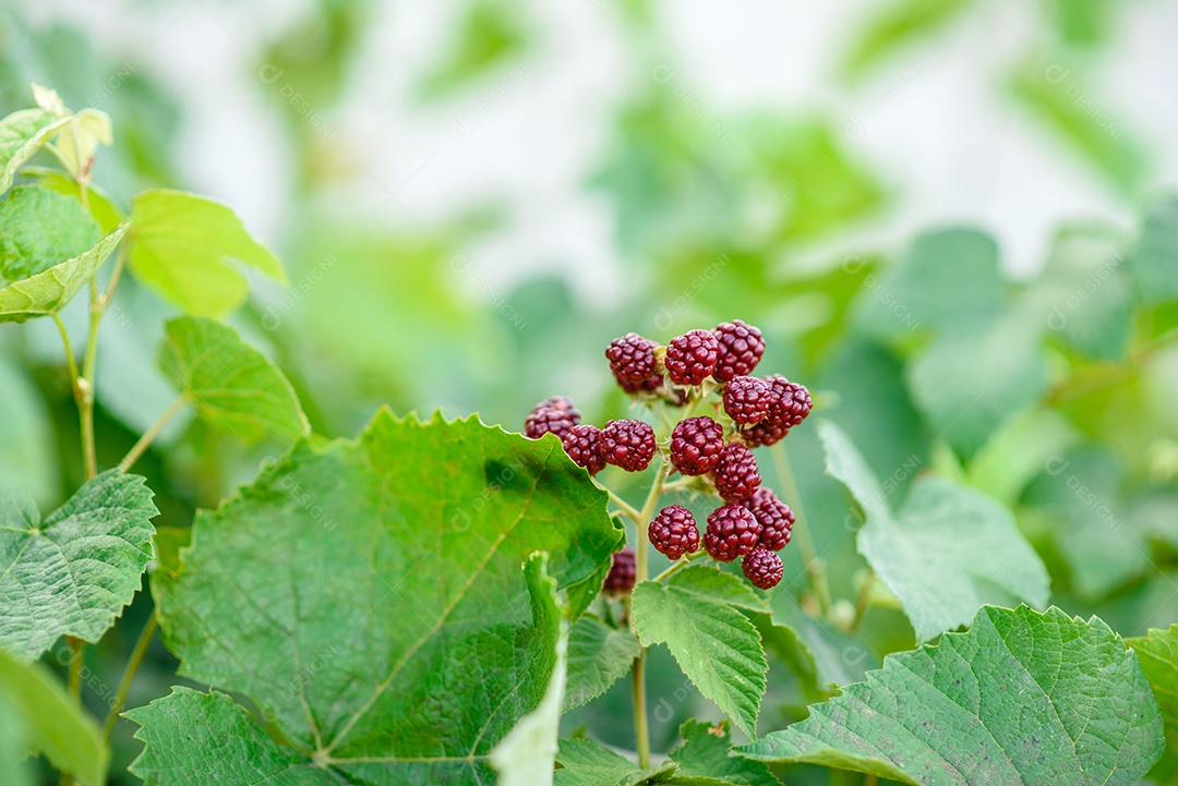 Ramo de amoras no jardim sobre um fundo verde
