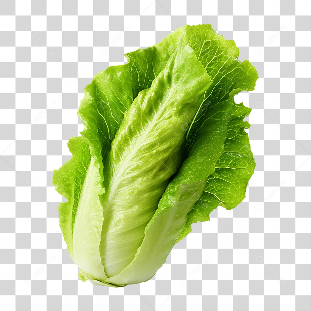 Alface Vegetal Legumes PNG Transparente