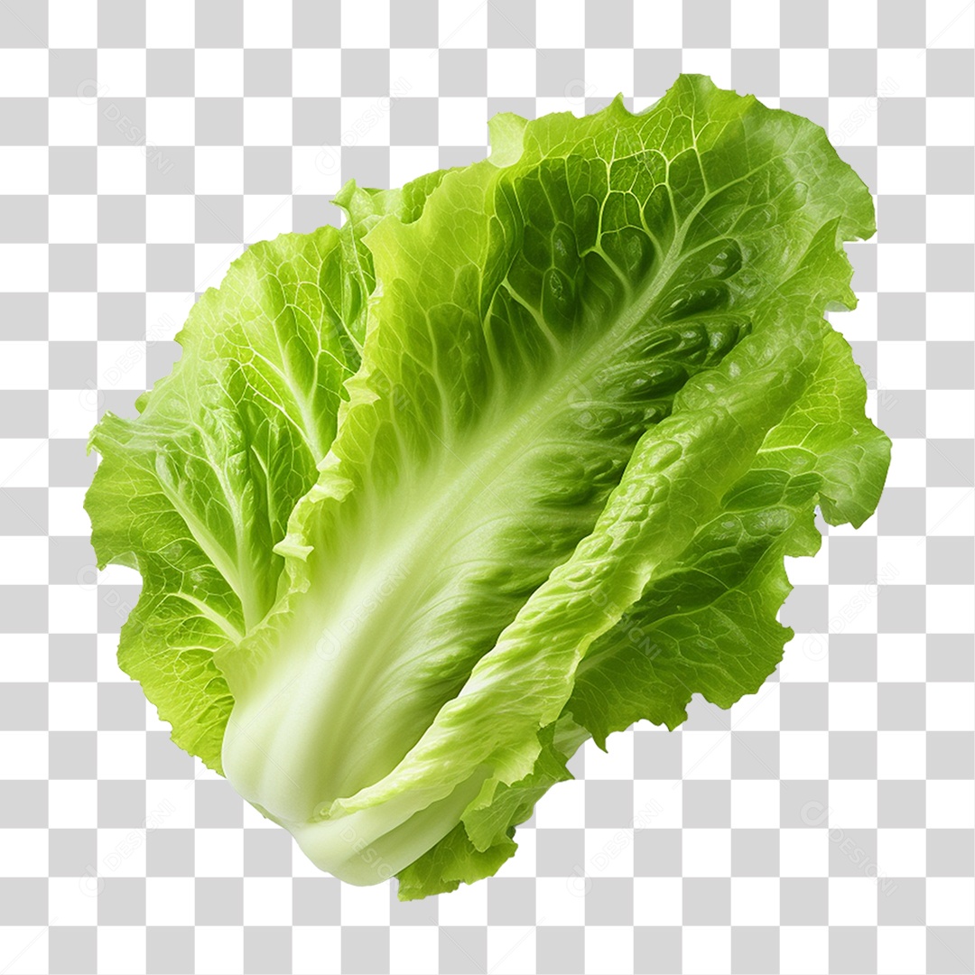 Vegetal Lettuce Vegetables Transparent PNG